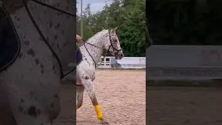Датский кнабструппер