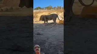 Lion v/s tiger #lion #wildanimals #wildlife #bigcat #wildtv #discovery #tiger #animals