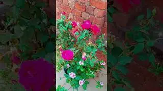 rose flower #roseplanting #rosegardening #rosegrowthing #shorts