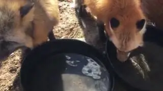Feisty Foxes Drinking Water