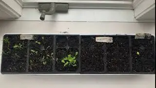 Seed growth