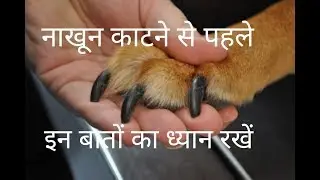 tips for cutting dogs nail
