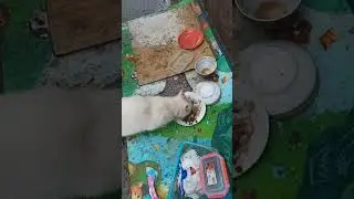Кошка, Которую Не Замечали / The Cat Everyone Ignored 🔥