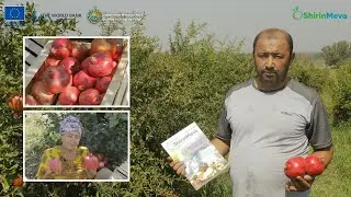 Кузнинг ҳосилдор меваси –Қуванинг данаксиз анори