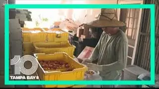 Farmer's Markets adapt to bring local goods to the community