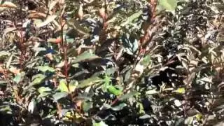 Elaeagnus pungens - Silverberry