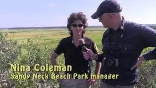 Beach plum bonanza!