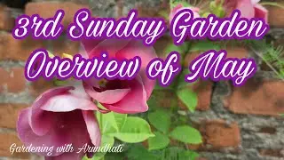 3rd Sunday Garden Overview of May 2025 🌿 #terracegarden #flowringplant