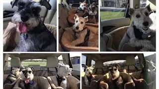 K&H Bucket Booster Pet Seat Small- Dog Car Seat REVIEW