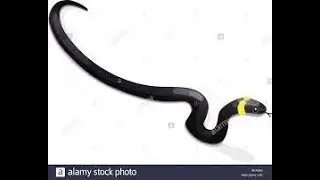 Google Doodle Snake Game Peaceful Mode (Slow) (Large Board) 5 Apple Attempt All Categories