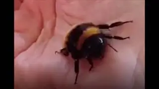 Bee Snuggles and Falls Asleep in Hand