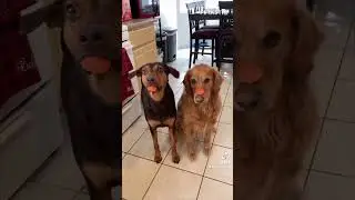 Cute Dog Duo Showing Self Control  || PETASTIC 🐾