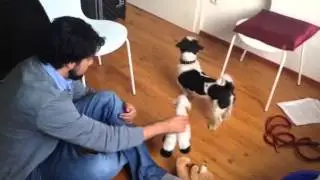 Bindungstest Hund Fremde Situations Test