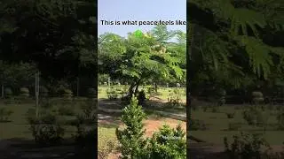 &ldquo;Peaceful Morning Walk 🌿 | Nature Sounds & Fresh Air 🍀&rdquo; #relax #nature #viralvideo