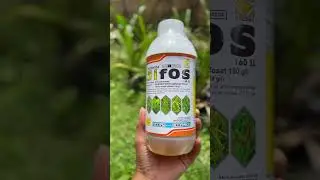 Herbisida jifos obat rumput sistemik