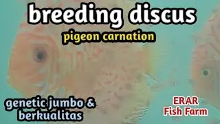 breeding ikan discus pigeon carnation, genetic jumbo @erarfishfarm