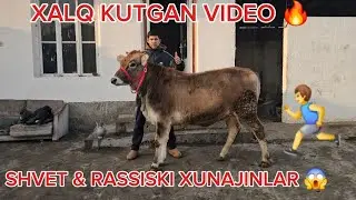 SHVES & RASSISKI XUNAJIN HAMDA BOʻGʻOZLAR KELDI XALQ UCHUN 🔥🔥🔥