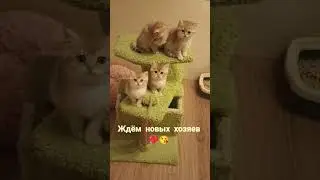 Британские котята ждут свои новые семьи!  #британскиекотята #bri #котятанапродажу #sale