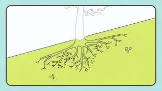 Preparing a Tree Protection Plan