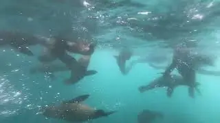Cape fur seal (Arctocephalus pusillus)