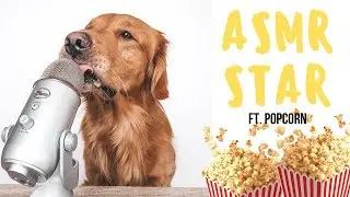 ASMR Dog Eating Popcorn | ASMRSTAR