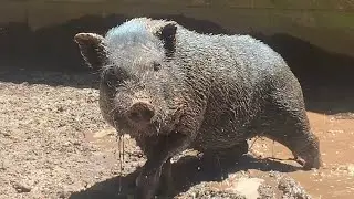 As Happy As A Pig In Mud