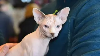 Mostra Felina -  Genova  2017