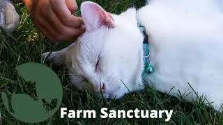 Farm Sanctuary