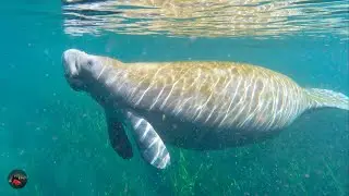 KAYAKING With MANATEES In Florida!