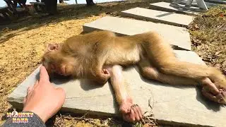 Папе было так жаль обезьянку Каку, она так сильно похудела.