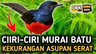 FULL TANDA MURAI BATU KEKURANGAN ASUPAN SERAT | DRK MURAI BATU TERBARU