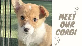 WE GOT A PUPPY CORGI!