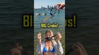 Поймайте и приготовьте голубого краба-плавунца, сошедшего с ума 😱🦀 Перт, Австралия