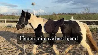 Henter min nye hest hjem!