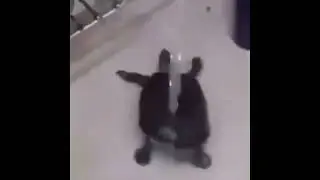 dancing turtle