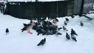 Animals Digging Through Snow 😂❄️ Funniest Winter Moments! #viralshort #funnyanimals 