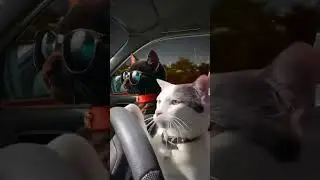 Snicker hates to wait#catlover #snicker #catdriving #drivingcat #cat #nightcall #drive #cats #cat