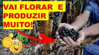 ⭕ Melhor adubo para Jabuticaba - OLHA ISSO GENTE😱