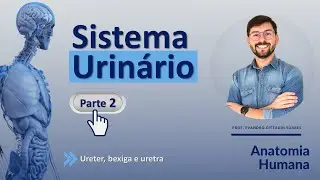 SISTEMA URINÁRIO - PARTE 2 (FINAL) -  URETER, BEXIGA E URETRA