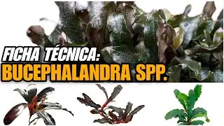 BUCEPHALANDRA SPP. - O QUE VOC&Ecirc; PRECISA SABER