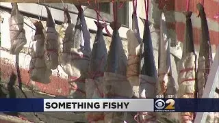 Brooklyn Stinky Fish Complaints