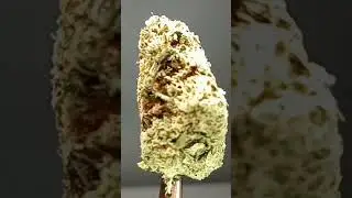 Strane Gator Breath