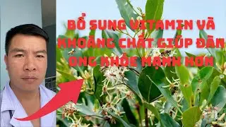 bee nutritionist