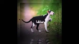Warrior Cats as real Cats! || MY IDEA! || NOT MY PICS/CATS ||#warriorcats#fyp#fy#catswarrior#viral