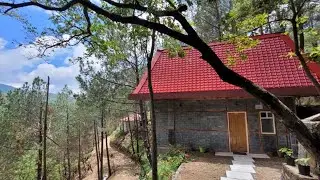 Pinewood Nirvana Jungle Resort, Shoghi, Kandaghat, India | Travel With Priya