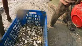 Big Catfish Catching Video During Dry Season || Fish Quest
