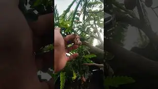Nunggu asemnya matang 😁 #bonsai #asem #bonsaiindonesia