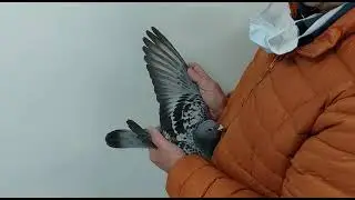 video lot 2