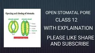 STRUCTURE OF  OPEN STOMATAL PORE