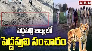 పెద్దపల్లి జిల్లాలో పెద్దపులి సంచారం | Tiger spotted in Peddapalli district | ABN Telugu